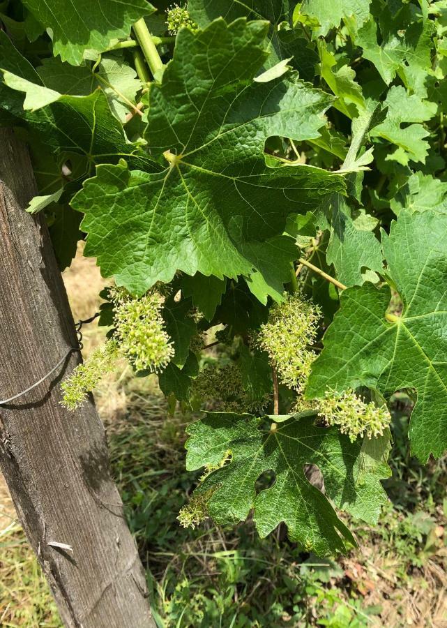 Château Régaldo-Saint Blancard Salleboeuf Esterno foto